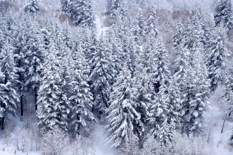 Pine Trees Forest Winter Covered in Fresh Snow Wilderness Stock Photos