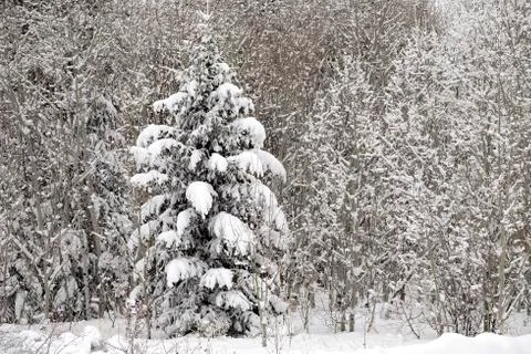 Pine Trees Forest Winter Covered in Fresh Snow Wilderness Stock Photos