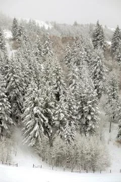 Pine Trees Forest Winter Covered in Fresh Snow Wilderness Stock Photos