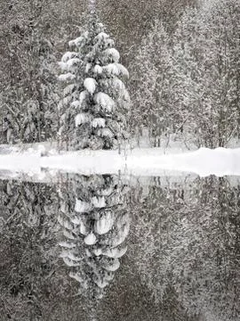 Pine Trees Forest Winter Covered in Fresh Snow Wilderness Stock Photos