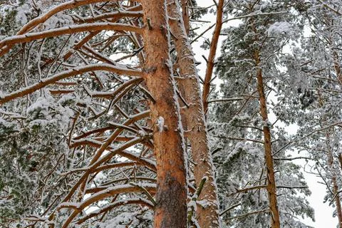Pine trees in the forest in winter Stock Photos