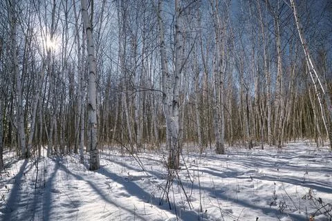 Pine trees forest in winter. Sunlight peeking through the trees Stock Photos