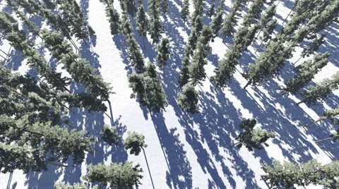 Pine trees forest in winter, view from above Stock Footage 49806400
