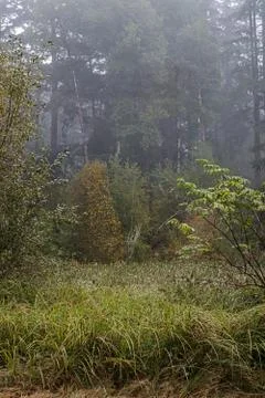 Pine trees forested park on a thick foggy morning Stock Photos