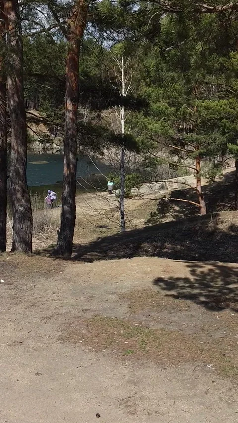 Pine trees frame a quiet lake scene Stock-Footage 347499313