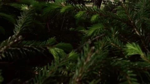 Pine trees framed close up Stock Footage 196949524
