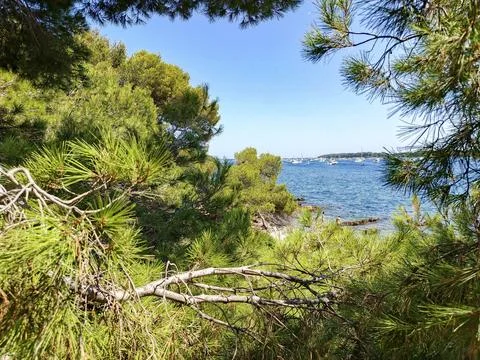 Pine trees framing the blue sea 库存照片