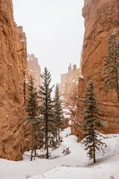 Pine Trees with Fresh Snow Through crevice of Bryce Canyon Фото
