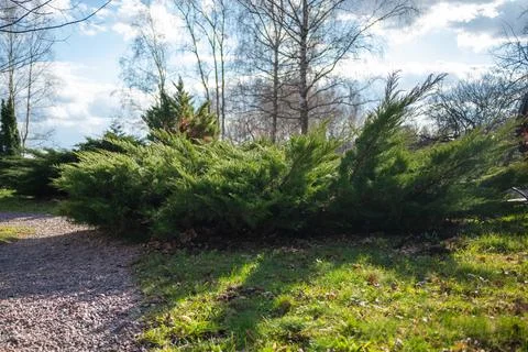 Pine trees in front of building Stock Photos