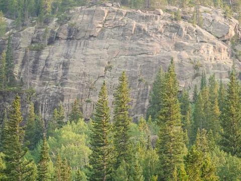 Pine trees in in front of a rocky hillside in Colorado. Foto stock