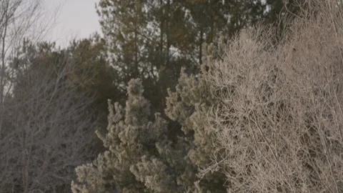 Pine Trees with Frost Covered Branches in Winter, Overcast Sky Tilt Down Stock Footage 242066017