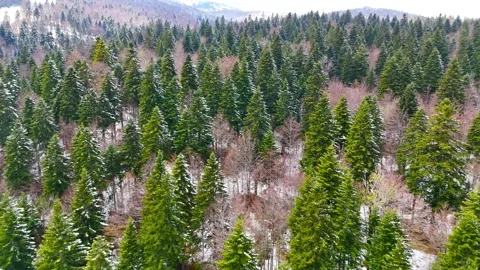 Pine Trees in Frost 库存影片 313244014