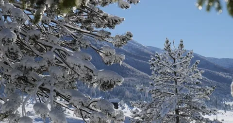 Pine trees full of snow melting during a winter sunny day Stock Footage 170013781