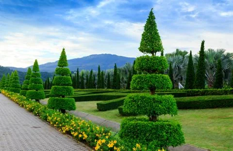 Pine trees garden Stock Photos