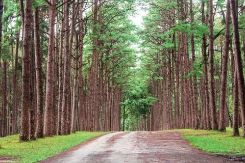 Pine trees in garden. Stock Photos