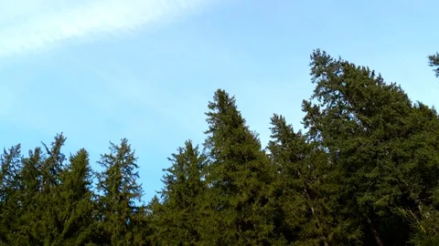 Pine trees gently moved by the spring wind pan shot Stock Footage 126286102