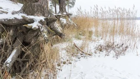 Pine trees with gnarled roots growing on the slope exposed to soil erosion. E Stock Photos