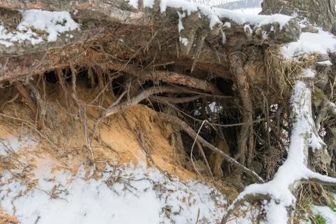 Pine trees with gnarled roots growing on the slope exposed to soil erosion. E Stock Photos