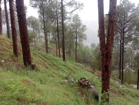 Pine Trees on Grassy Hillside in Heavy Fog with White Sky in Swat Pakistan Stock Photos