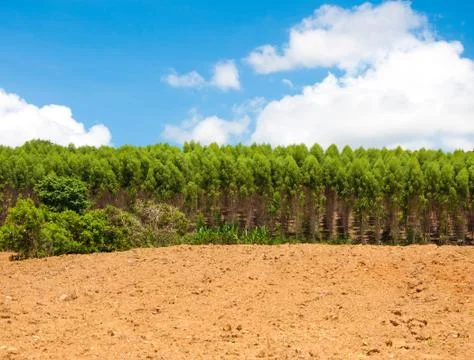 Pine trees green and blue sky with clouds Foto stock