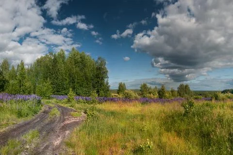 Pine trees with green coniferous branches in the summer taiga forest Stock Photos