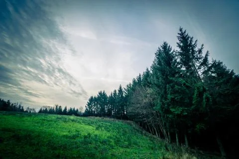 Pine trees on a green field Stock Photos