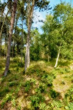 Pine trees in a green forest with blue sky and sunshine. Scenic landscape of Stockfoto's