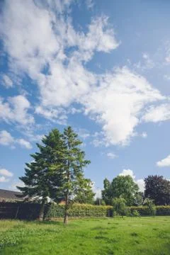Pine trees on a green lawn Stock Photos