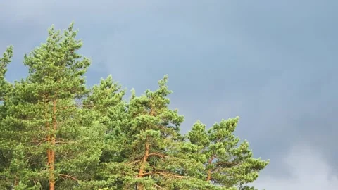 Pine trees with green needles and brown trunks reaching towards a dramatic Stock Footage 344094981