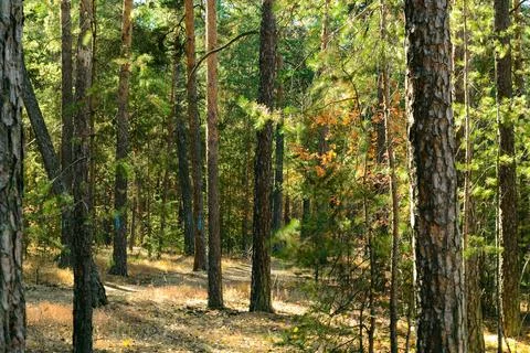 Pine trees with green needles in a dense autumn forest Foto stock