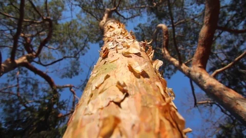 Pine trees with green needles under rays of sunlight in spring park Stock Footage 74155394