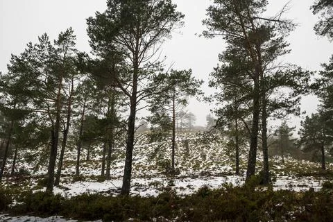 Pine trees on a ground covered with snow Stock Photos
