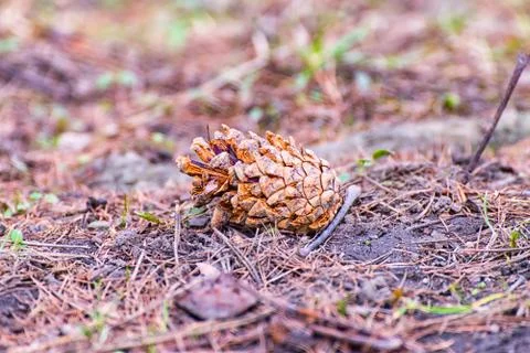 Pine trees on the ground in the forest Stock Photos