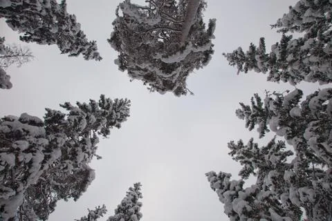A pine trees from a ground perspective Stock Photos