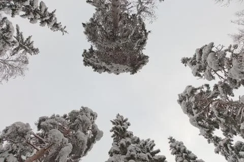 A pine trees from a ground perspective Stock Photos