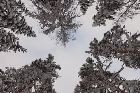 A pine trees from a ground perspective Stock Photos