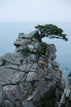 Pine trees grow on cliffs. Stock Photos