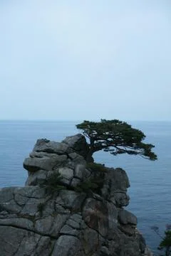 Pine trees grow on cliffs. Stock Photos