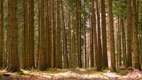 Pine trees grow in the forest. Selective focus. Stock Footage 226190941
