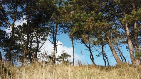 Pine trees grow on a hill near the sea Stock Footage 238557701
