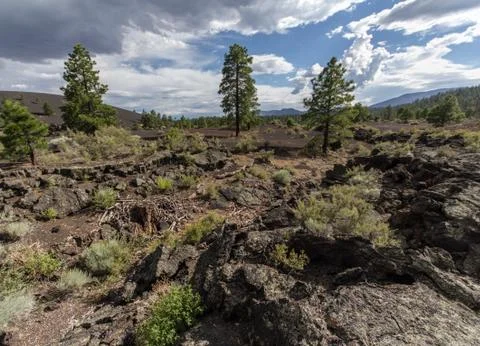 Pine trees grow in the middle of a lava field - rebirth Stock Photos