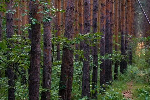 Pine trees grow in one row in the forest. No one Stock Photos