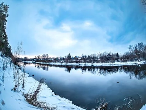 Pine trees grow on the slope of the river bank in winter Stock Photos