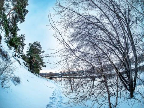 Pine trees grow on the slope of the river bank in winter Stock Photos