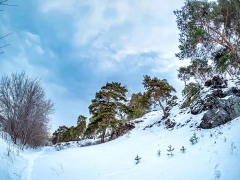 Pine trees grow on the slope of the river bank in winter Foto stock
