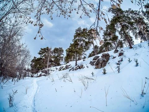 Pine trees grow on the slope of the river bank in winter Stock Photos