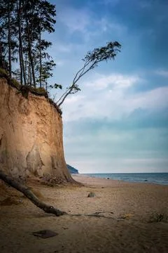 Pine trees growing on the cliff on empty beach. Stock Photos