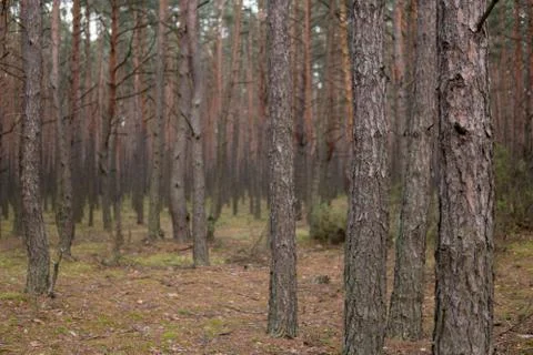 Pine trees growing in a forest Stock Photos