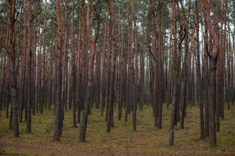 Pine trees growing in a forest Stock Photos