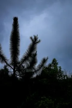 The pine trees growing in the hilly areas are beautifully displayed with th.. Stock Photos